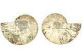 Cut & Polished, Agatized Ammonite Fossil - Madagascar #206753-1